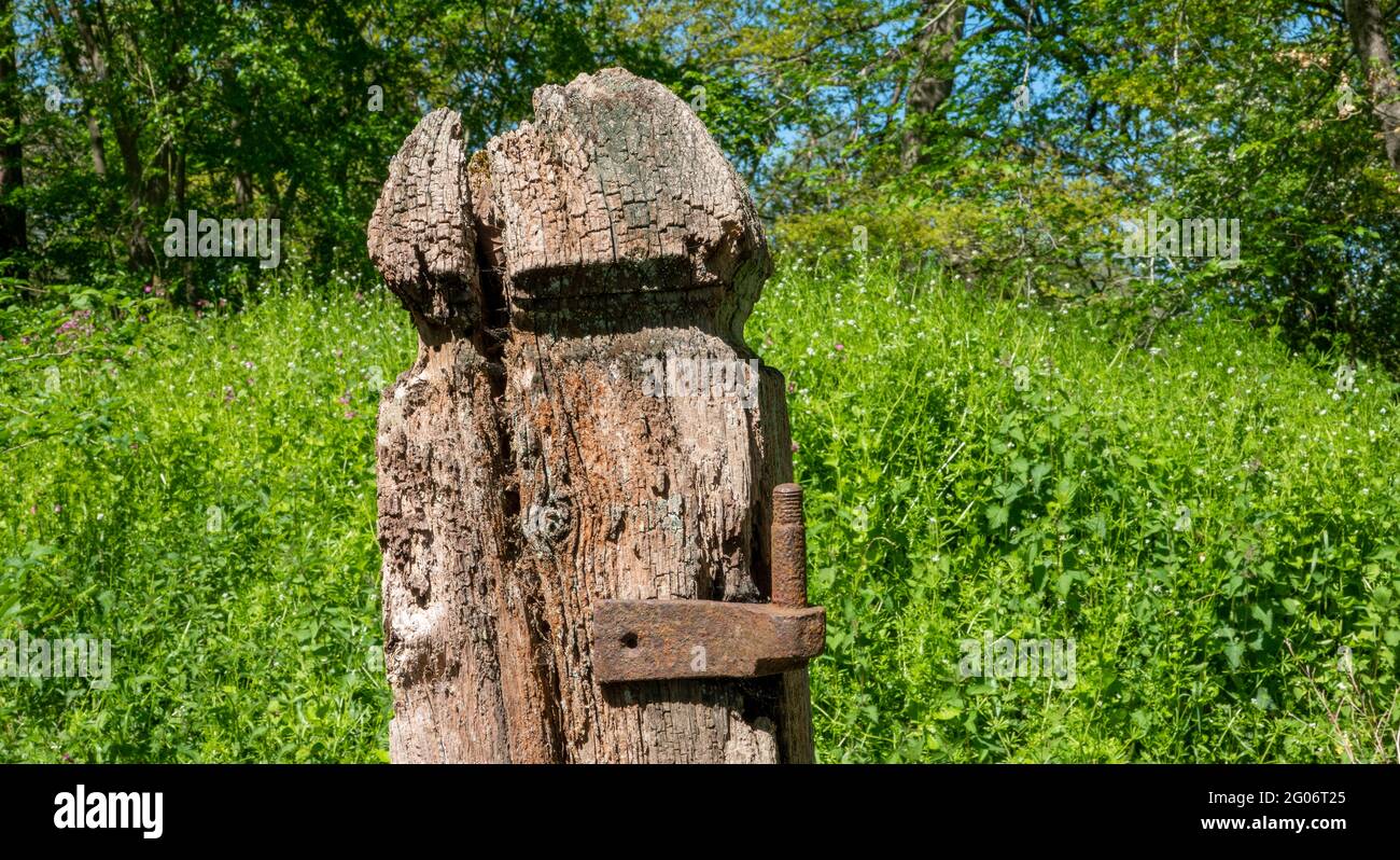 Close up of an old gnarled semi rotten timber gate post with remaining rusting hinge against a green and leafy background Stock Photo