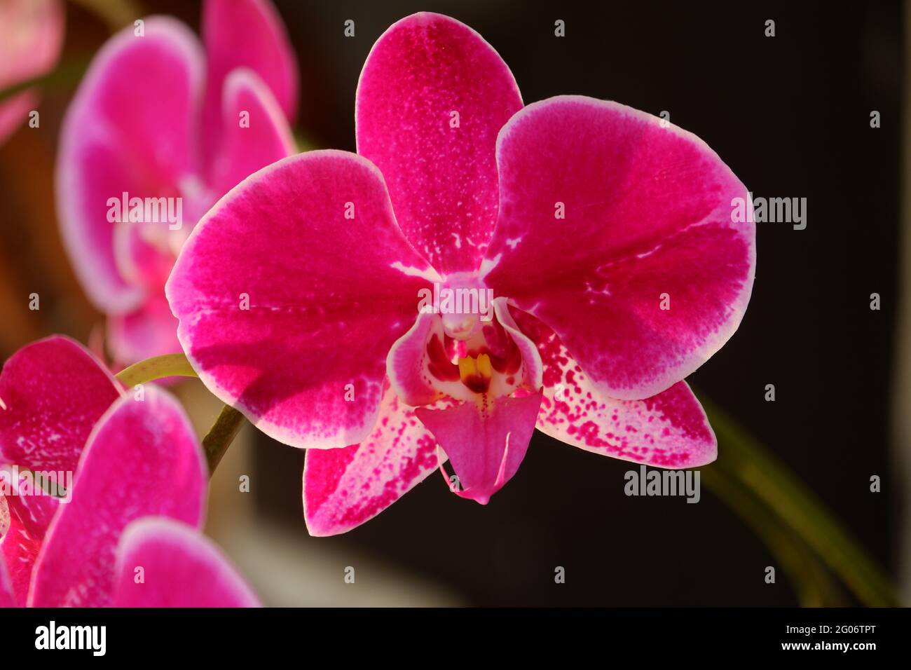 Close up view of beautiful purple phalaenopsis amabilis / moth orchids in full bloom in the garden with yellow pistils isolated on blur background Stock Photo