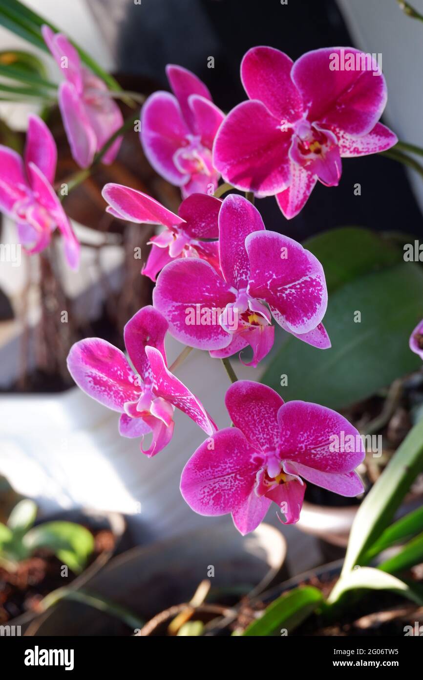 Close up view of beautiful purple phalaenopsis amabilis / moth orchids in full bloom in the garden with yellow pistils isolated on blur background Stock Photo