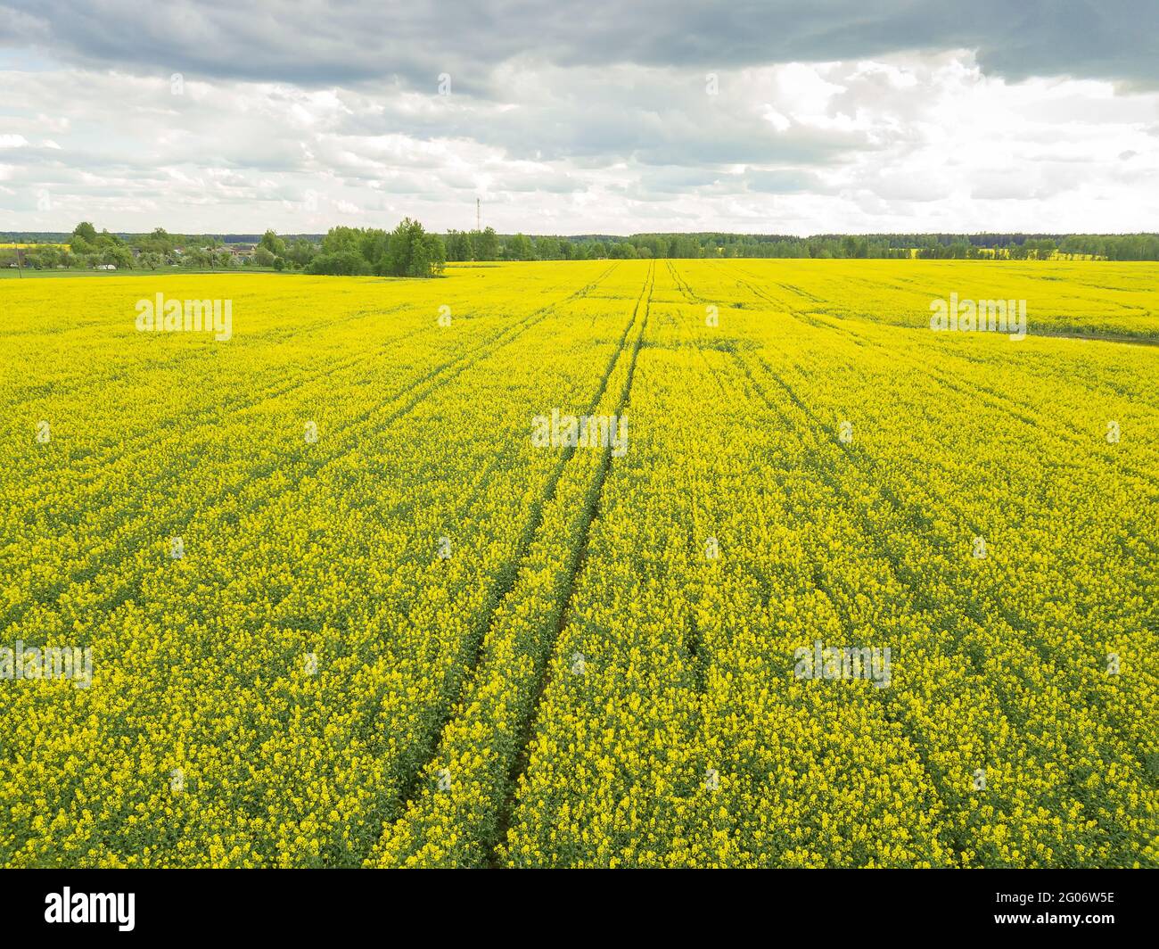 Drone view of a rapeseed field on a cloudy, cloudy day Stock Photo - Alamy