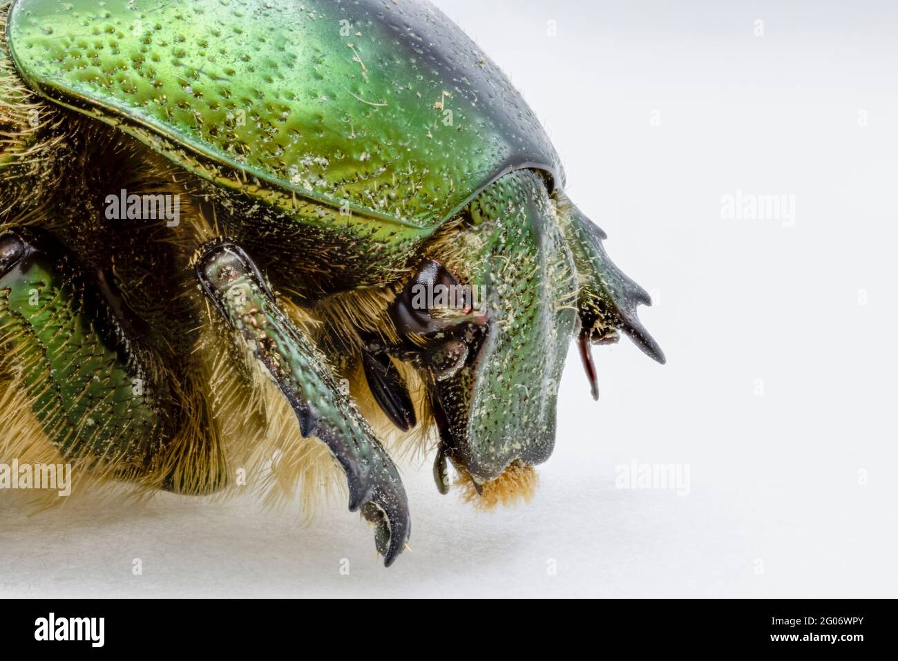 Close up anterior view of a large metallic green European Rose Chafer (Cetonia aurata) beetle, common in southern England, against a white background Stock Photo