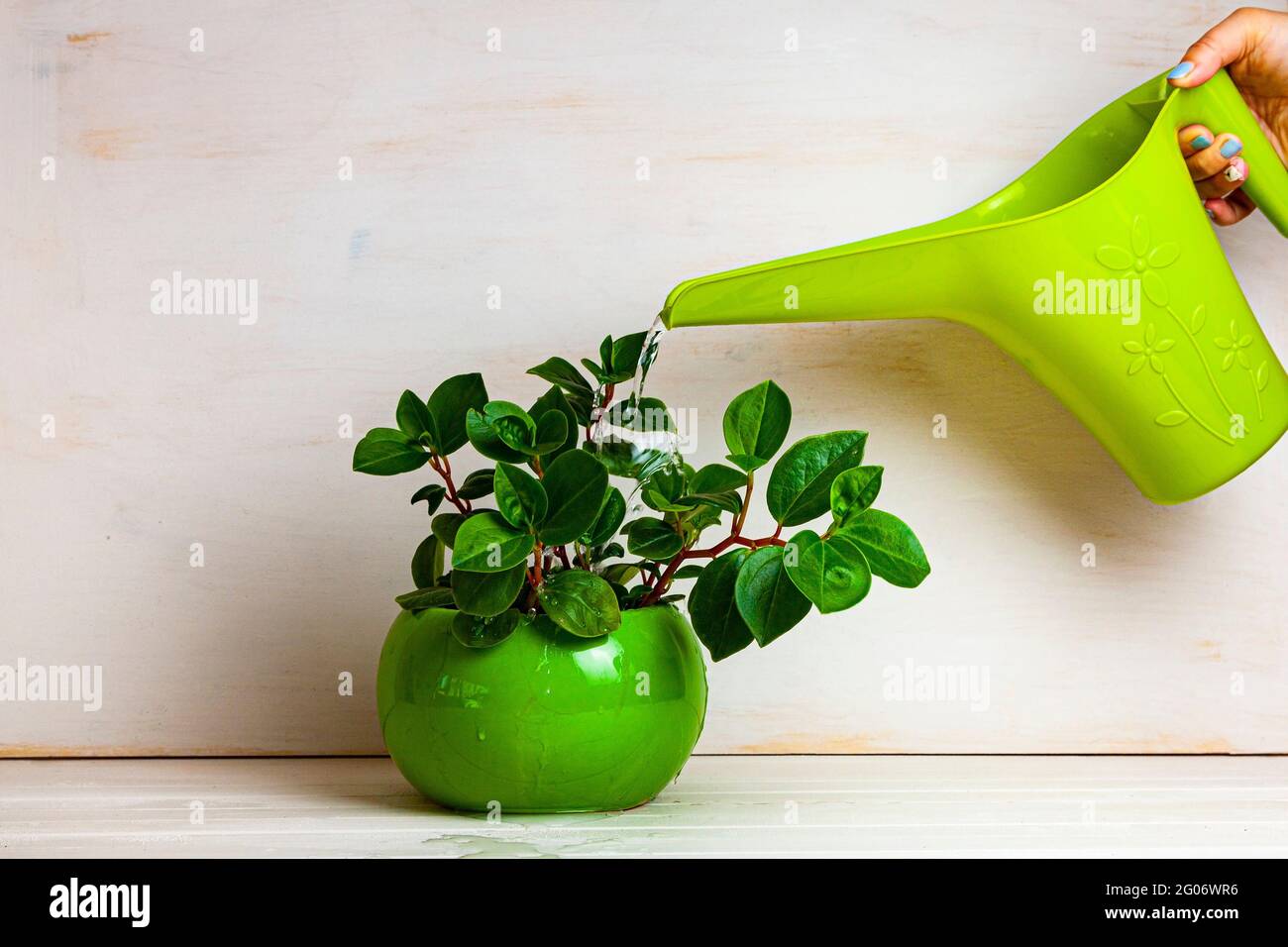 Woman is watering a houseplant from a watering can. Home flowers care. Stock Photo