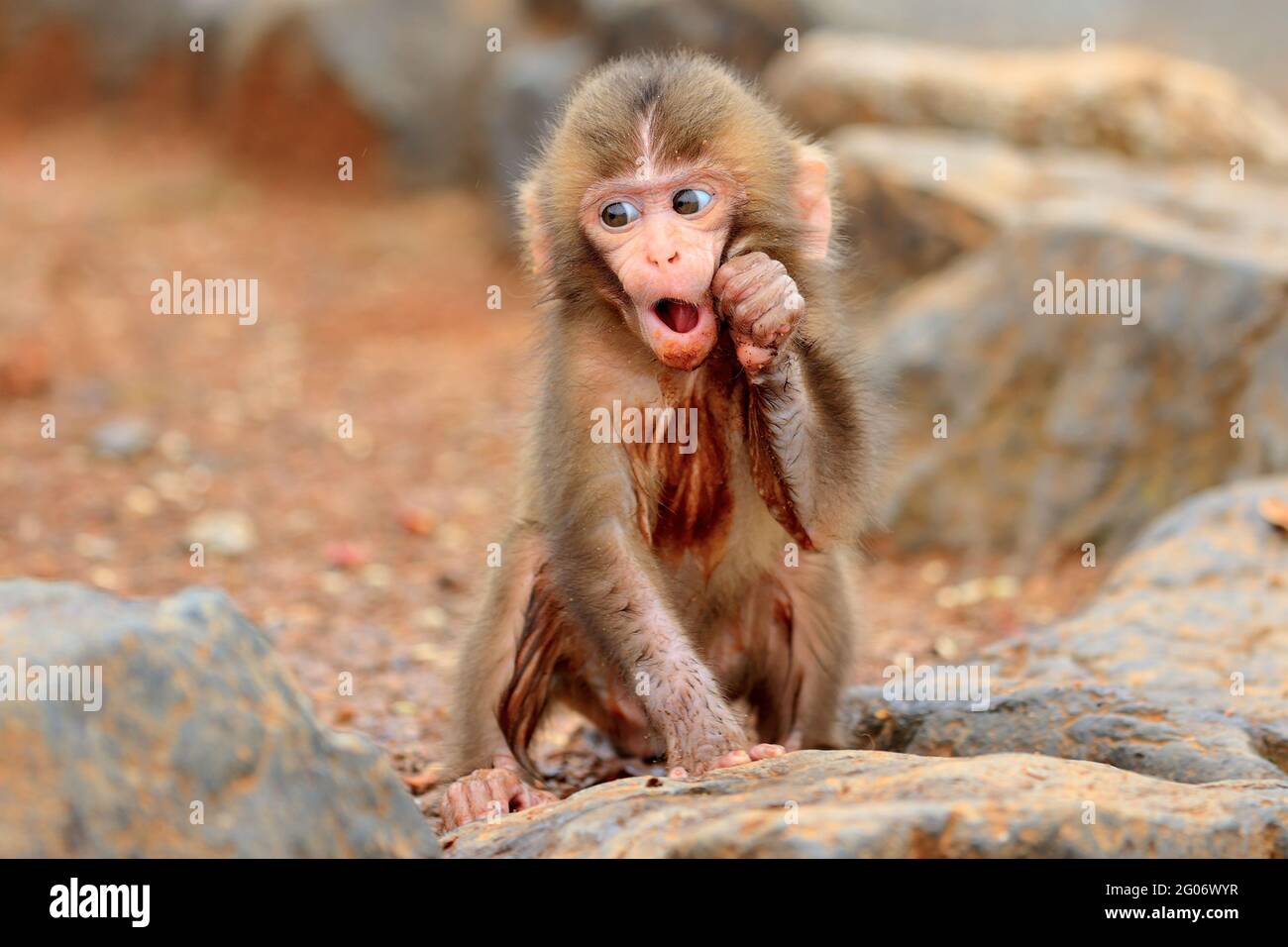 This monkey certainly looks shocked to see something. KYOTO, JAPAN: THIS PHOTOGRAPHER spent four years finding Japan's cutest baby monkeys. In one ima Stock Photo