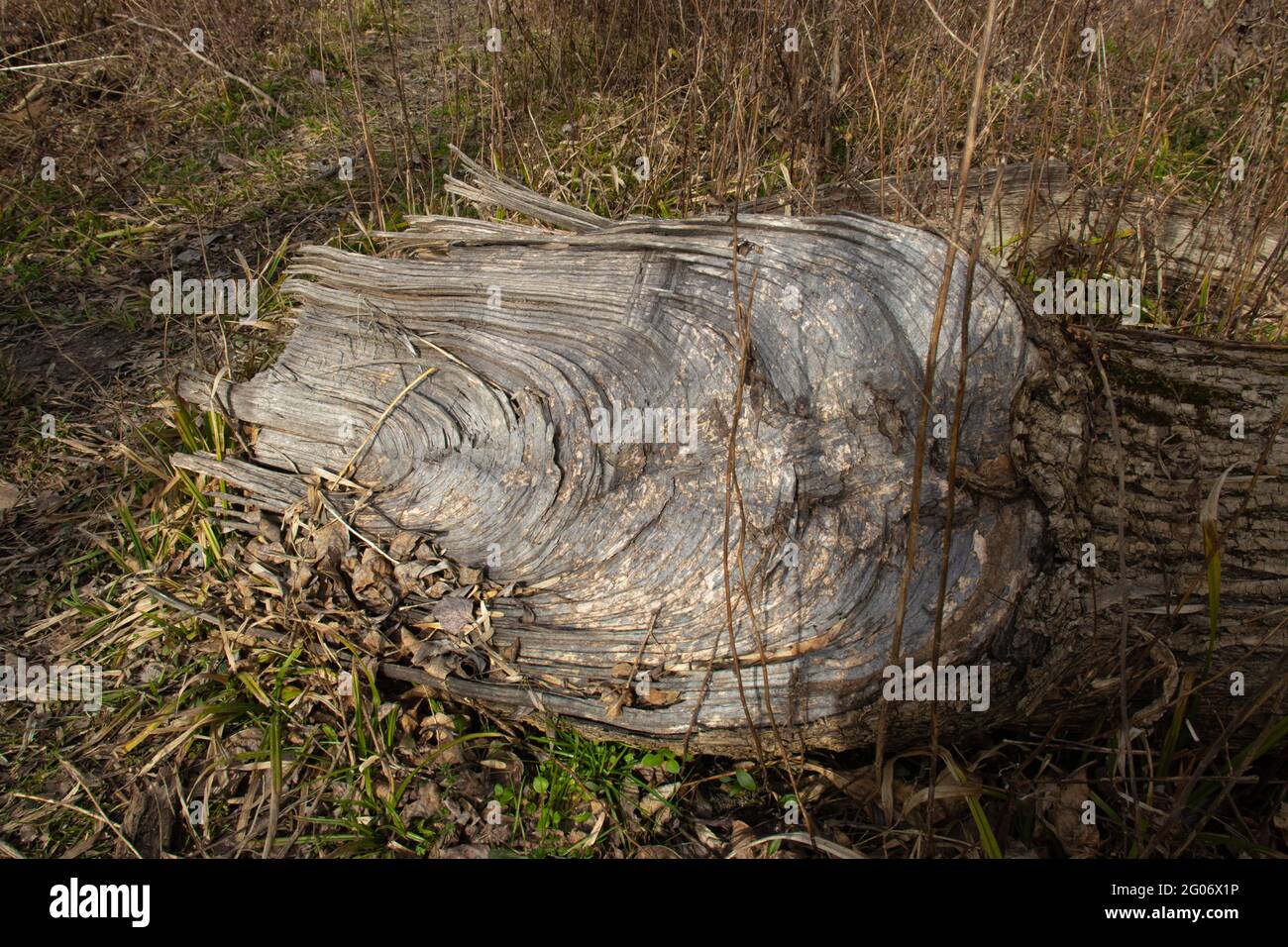 Broken tree in the woods with a beautiful view of the rings Stock Photo ...