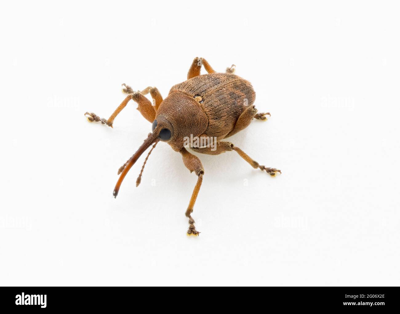 Curculio glandium (gland weevil), a medium-sized beetle (bug) with an especially elongated snout, found in an oak tree in a Surrey garden Stock Photo