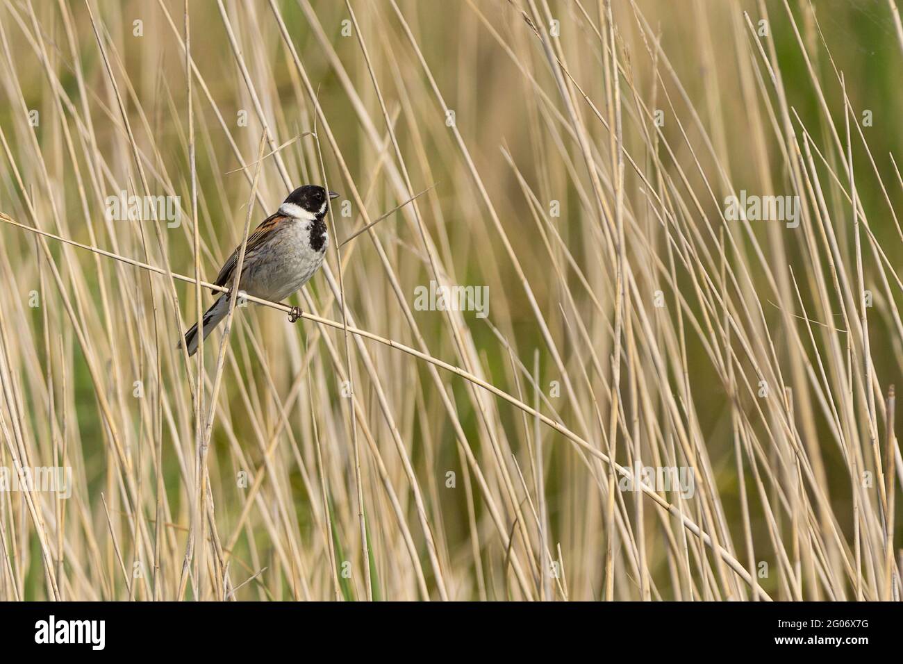 Reed bunting (Emberiza schoeniclus) male bird perched in reeds singing in late may breeding season. Black head and throat white nape collar moustache Stock Photo