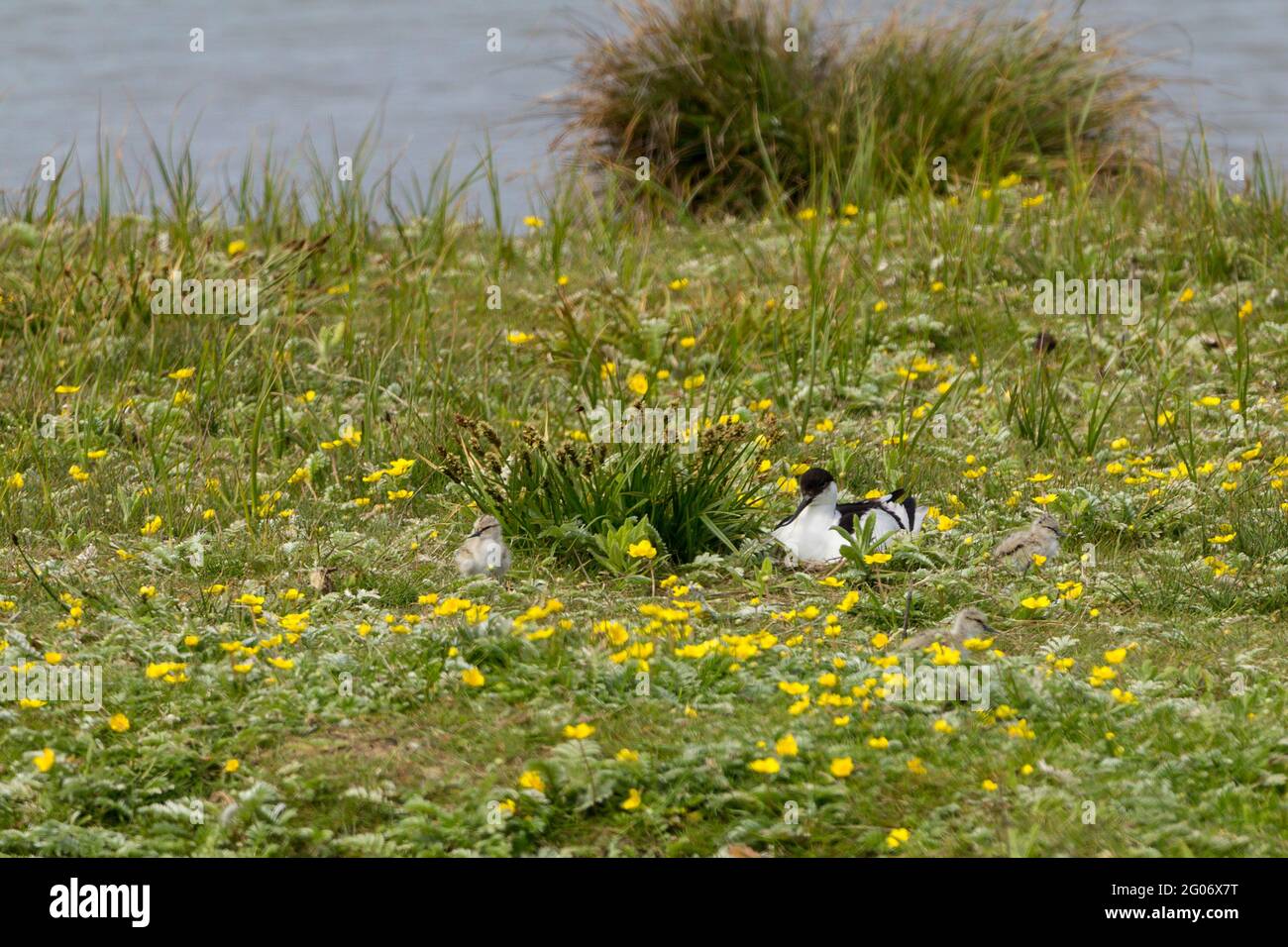 Avocet (recurvirostra avosetta) black and white wader with long thin pointed black upturned bill, long blue grey legs black cap and nape, with chick Stock Photo