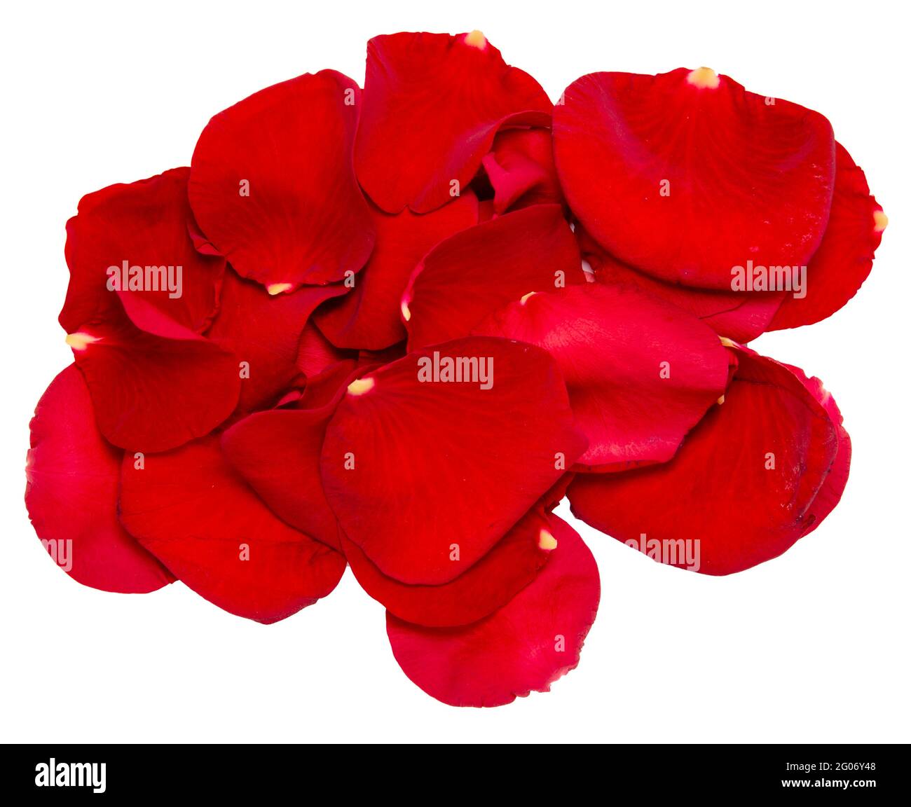 Red Rose Petals Isolated on White Background Stock Photo Alamy
