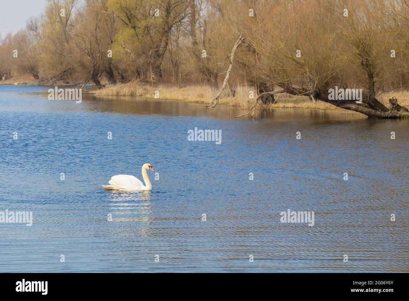 Lone swan on river hi res stock photography and images Alamy Lone swan on river hi res stock photography and images Alamy