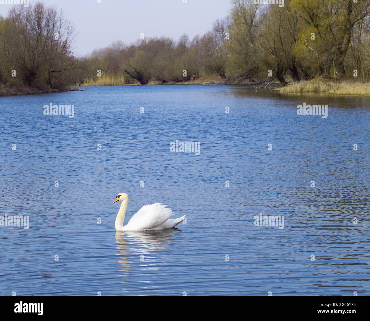 A lone swan swims on the river Stock Photo