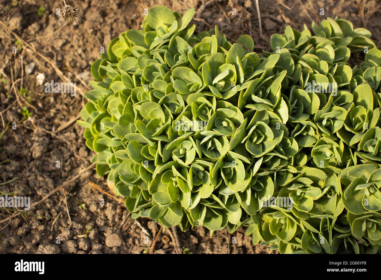 Beautiful green plants on the sunlit - Hylotelephium spectabile Stock Photo