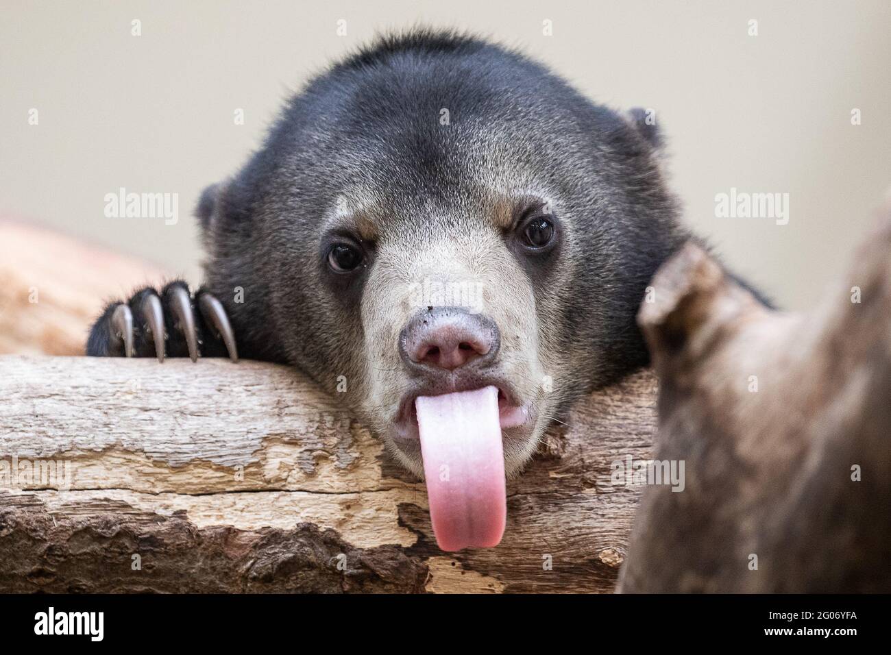 THE NETHERLANDS: A Sun Bear cub shows its tongue off at Burgers' Zoo. HILARIOUS snaps of the moment these cheeky animals appeared to blow raspberries Stock Photo