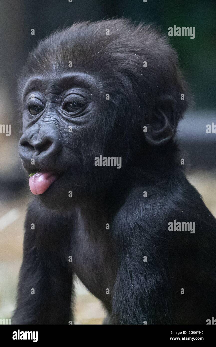 Smiling Baby Gorilla(02)