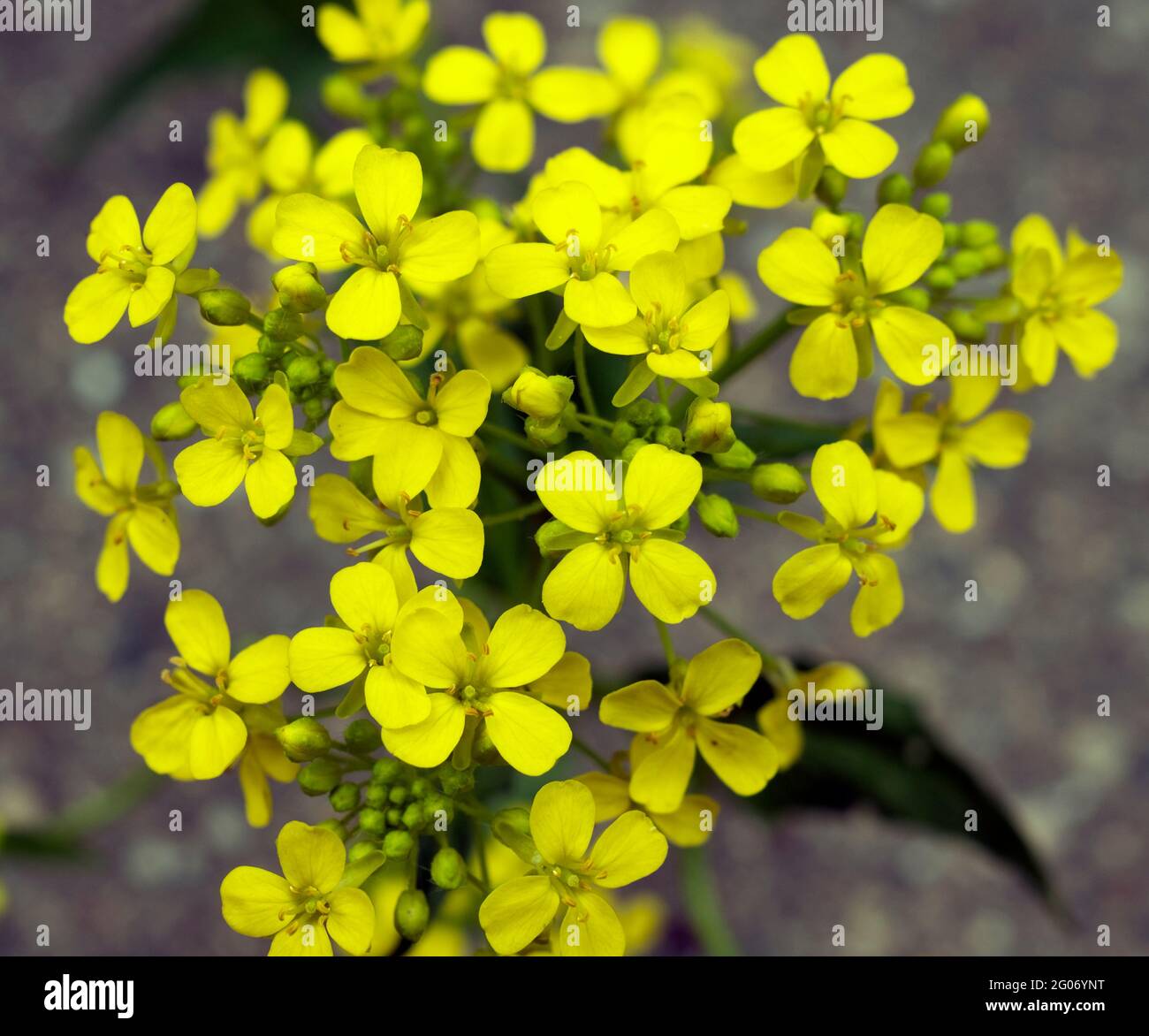 Bunias orientalis, the Turkish wartycabbage, warty-cabbage, hill mustard, or Turkish rocket flowers in closeup Stock Photo
