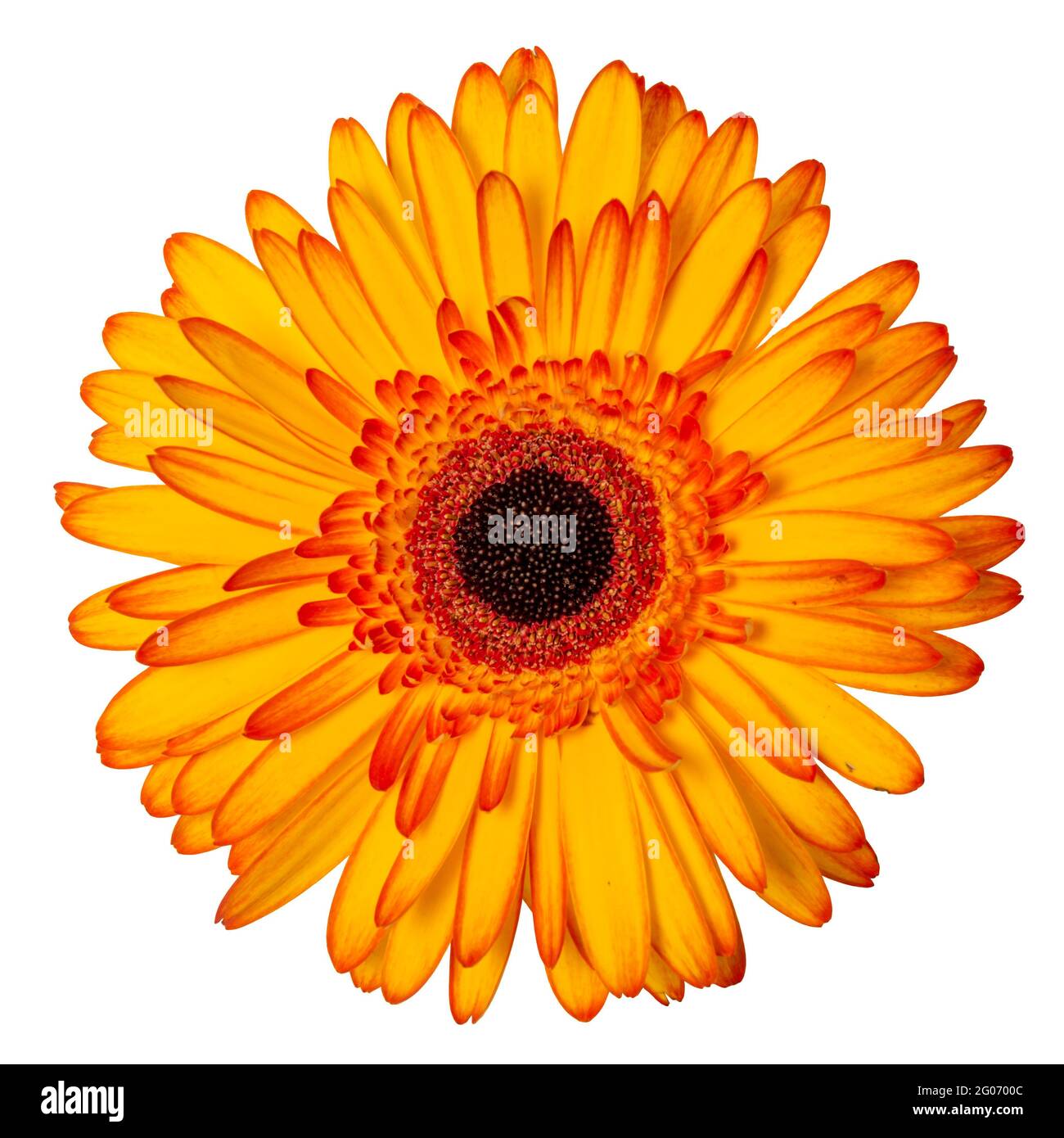 Yellow flower isolated on white background Stock Photo - Alamy