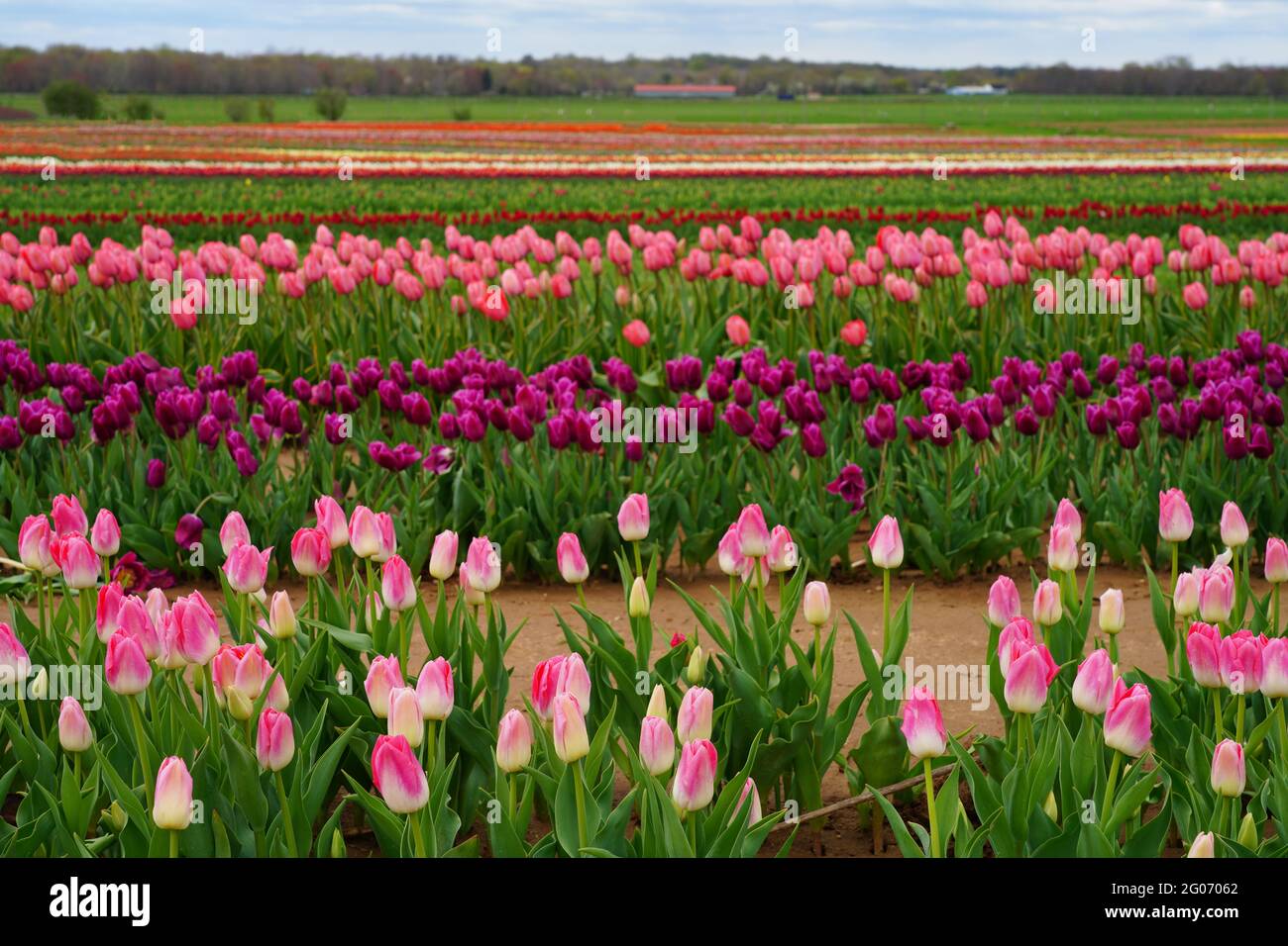 View of a colorful tulip field with flowers in bloom in Cream Ridge