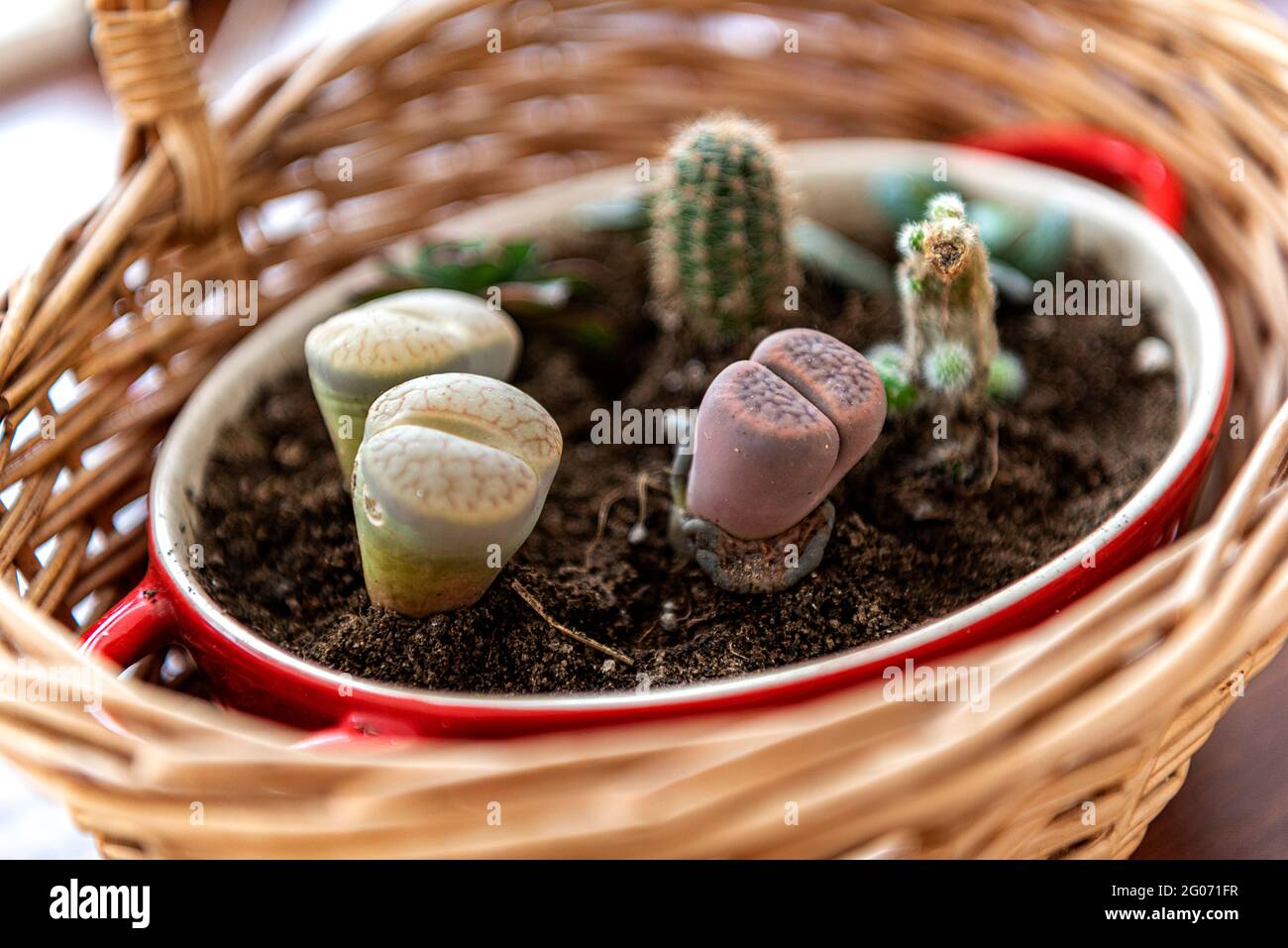 living stones aka Lithops decorated in a small basket Stock Photo
