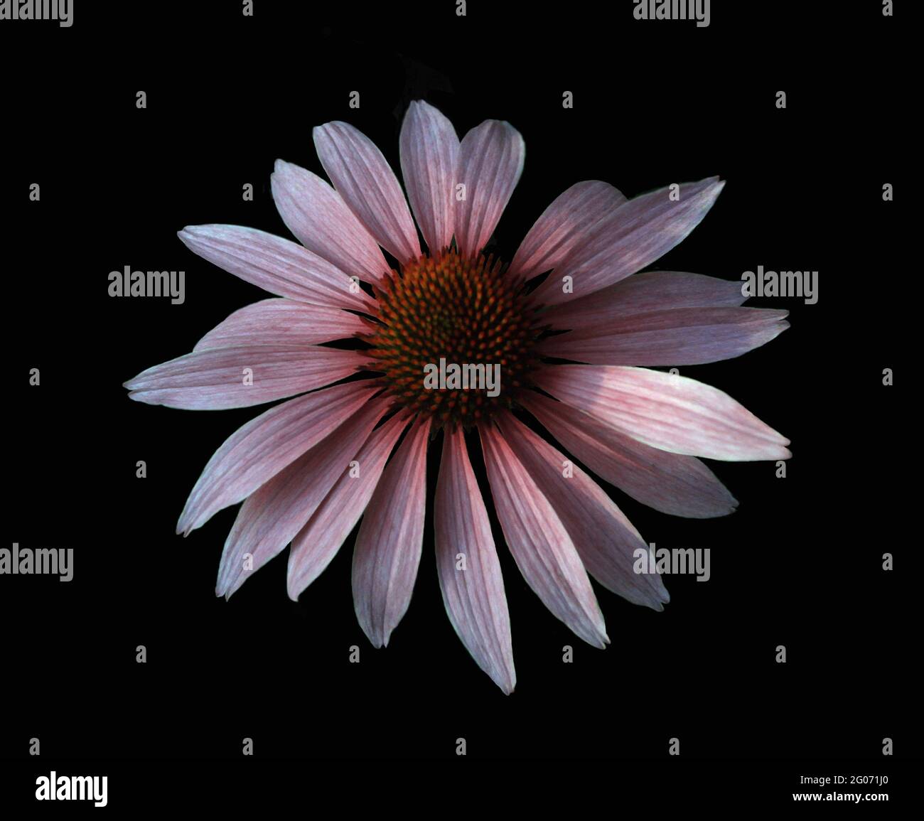 Black cutout silhouette hi-res stock photography and images - Alamy