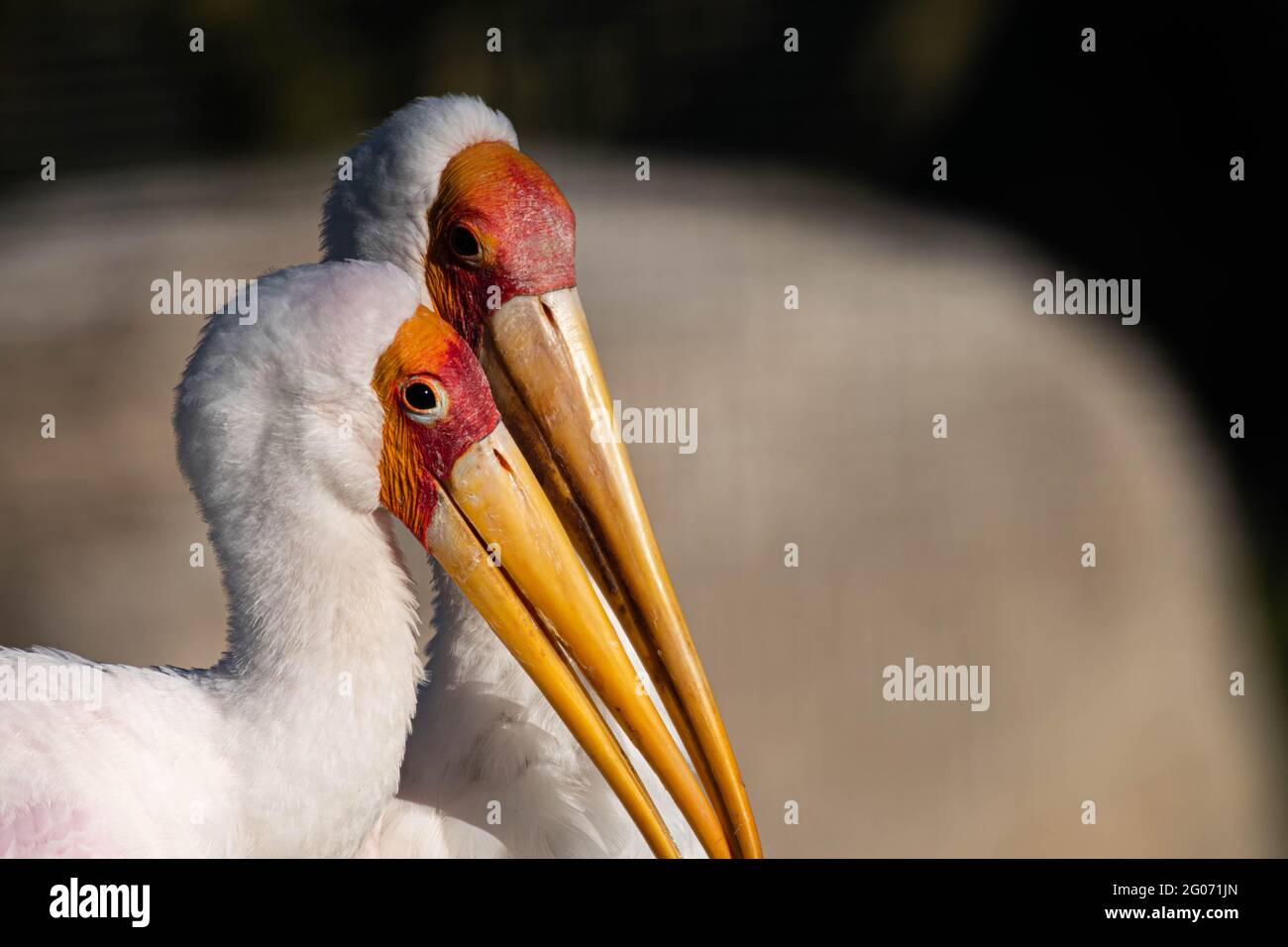 two yellow-billed wood storks, mycteria ibis behind each other Stock Photo