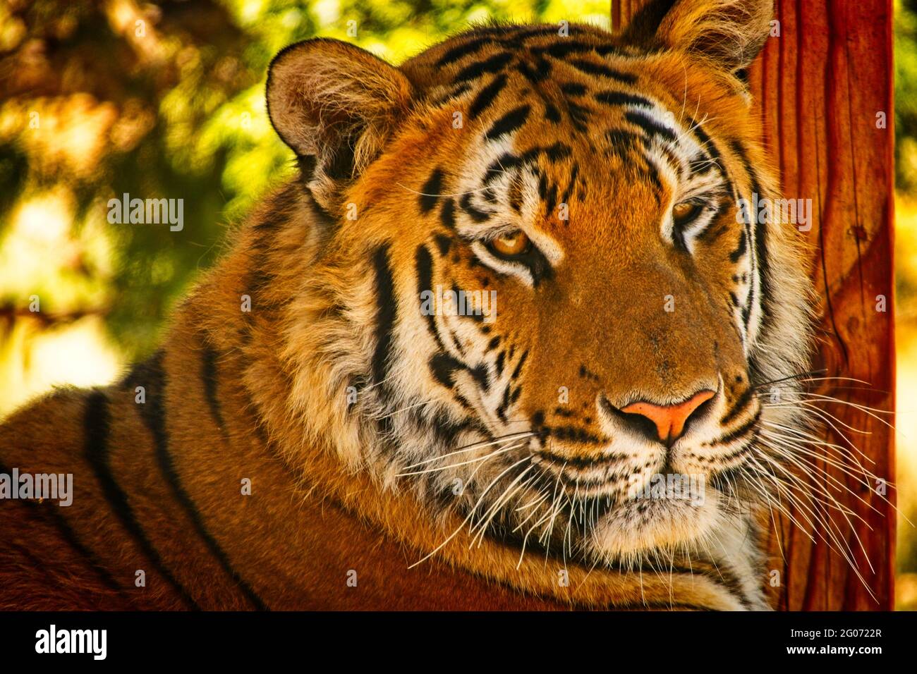 Majestic Face - A large tiger at the Reno Animal Ark wildlife sanctuary,  north of Reno Nevada Stock Photo - Alamy