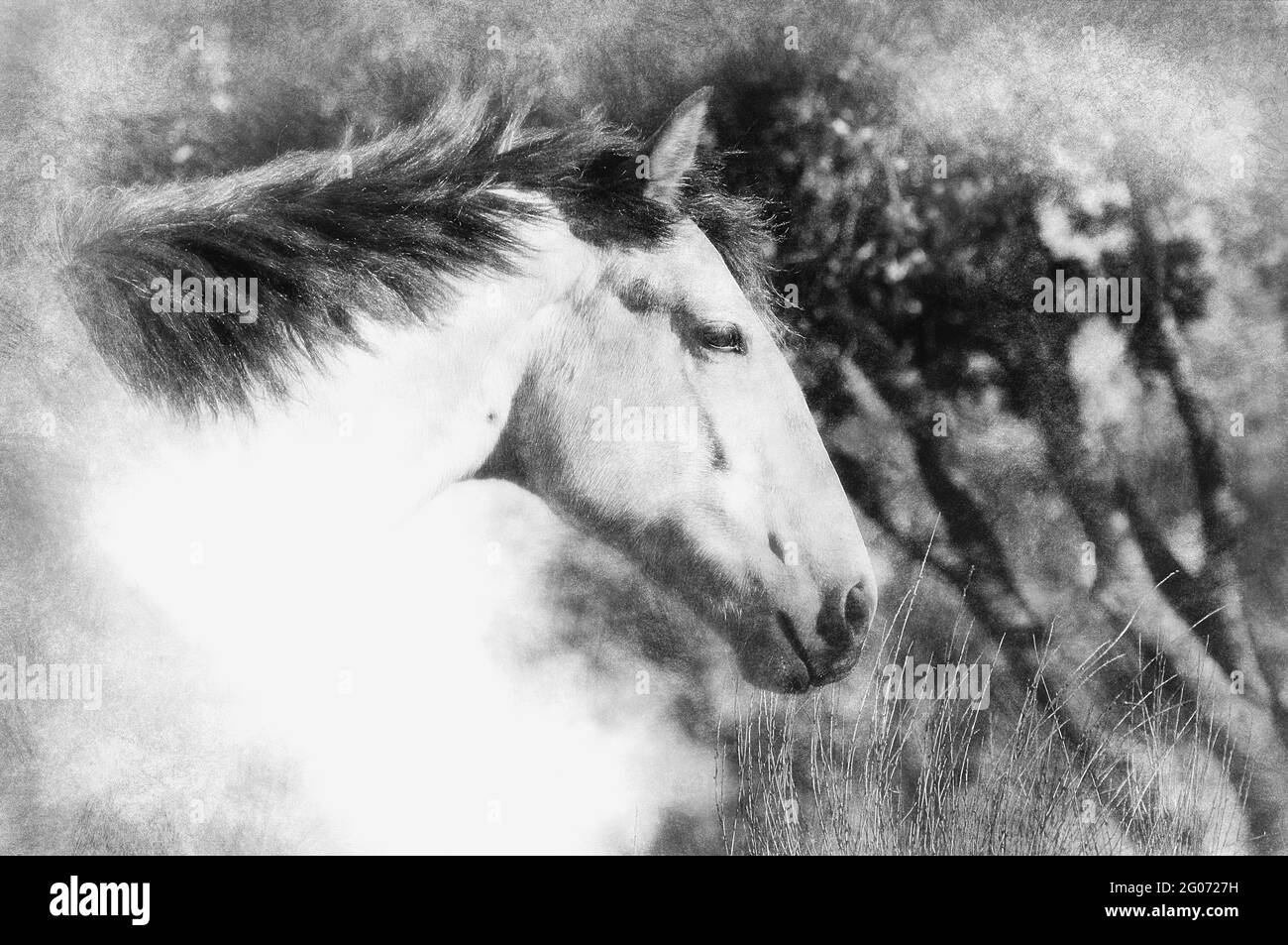 Picture of a horse on the hill. black and white drawing Stock Photo - Alamy