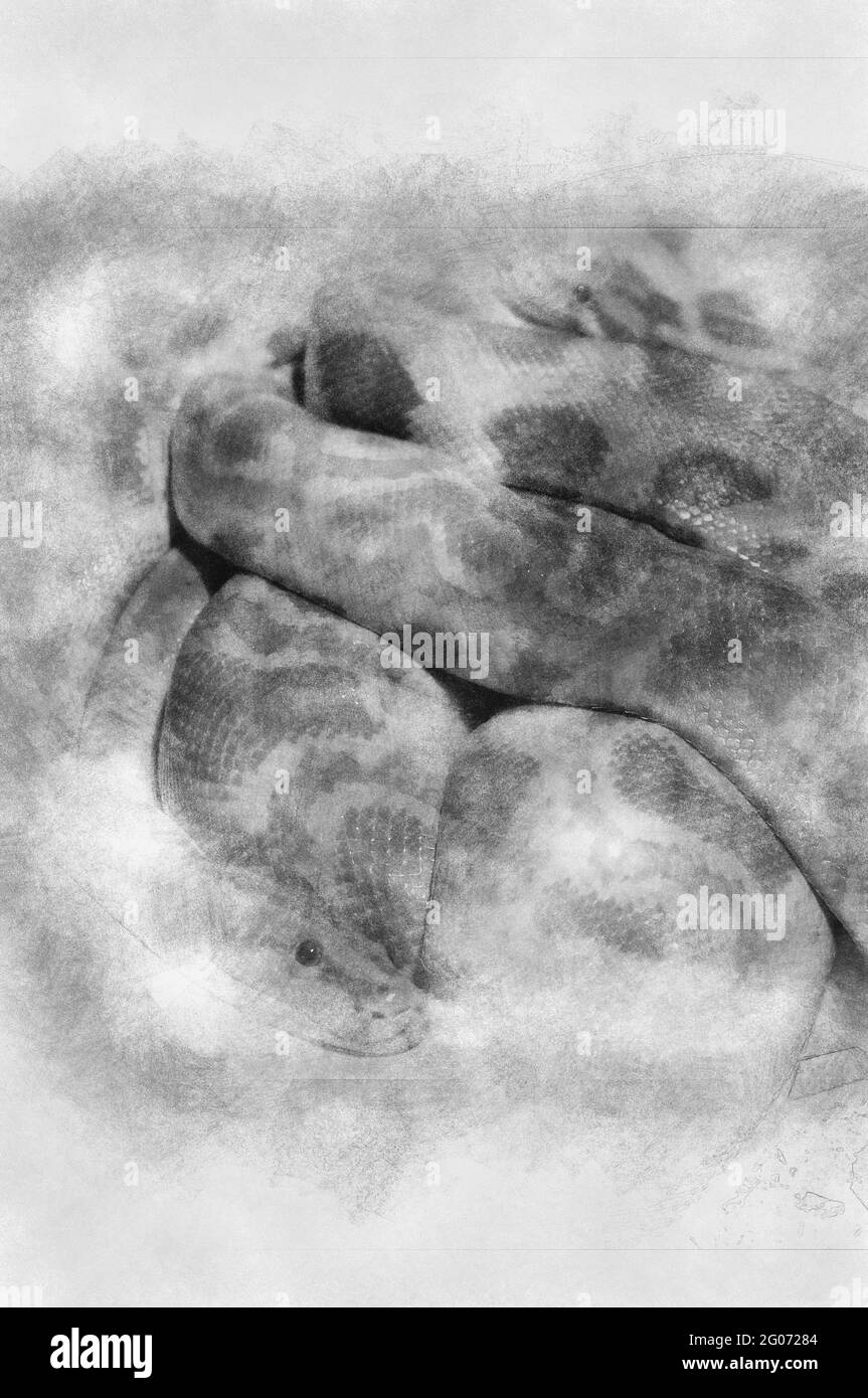 Picture of a nice python. Big snake black and white drawing Stock Photo ...