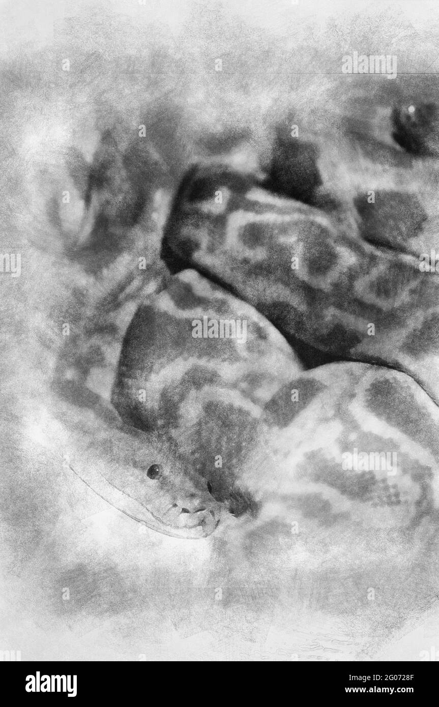 python hand drawing effect with pencils Stock Photo - Alamy