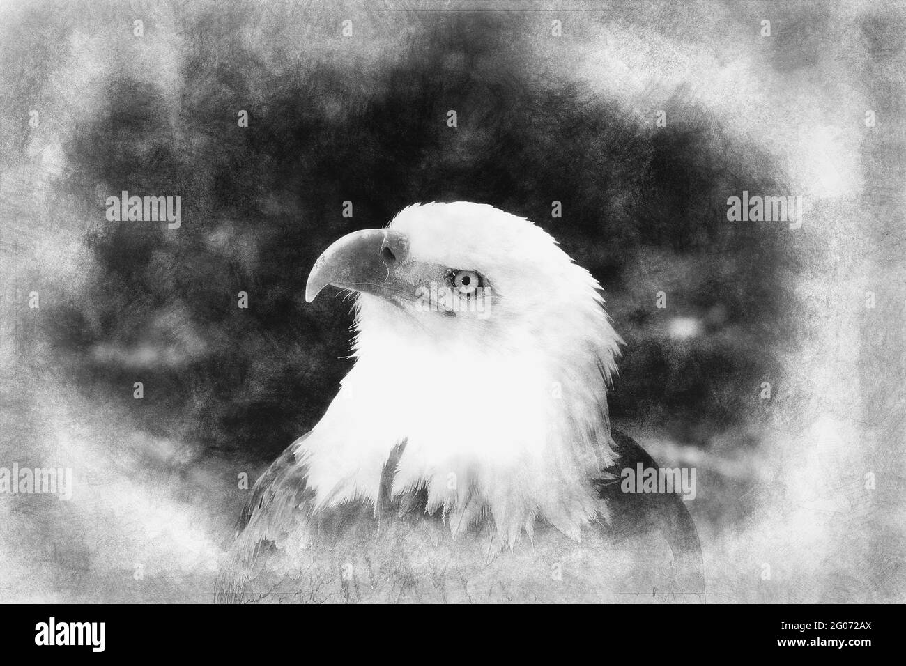 American Bald Eagle (Haliaeetus leucocephalus) black and white drawing ...