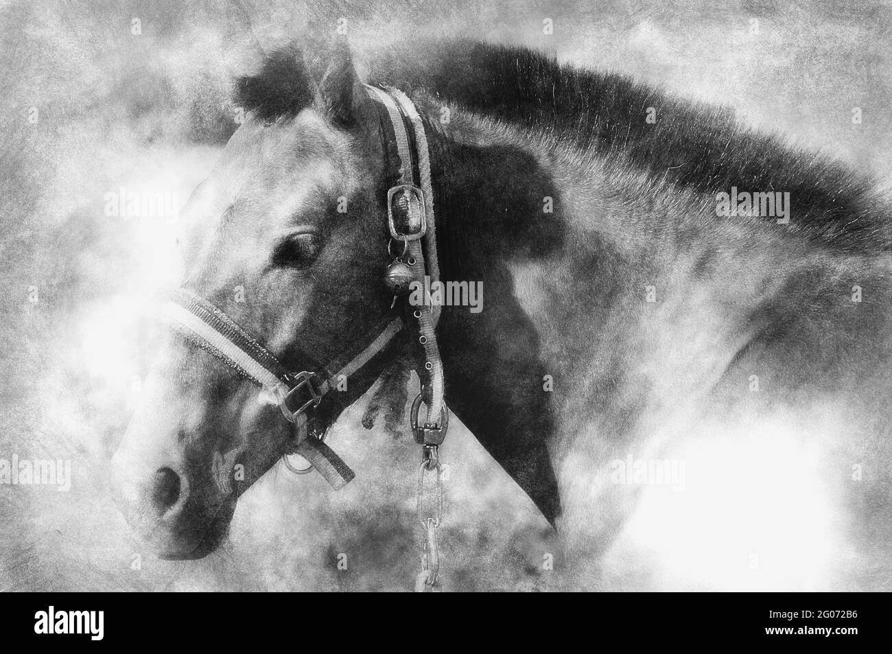 Picture of a horse on the hill. black and white drawing Stock Photo - Alamy
