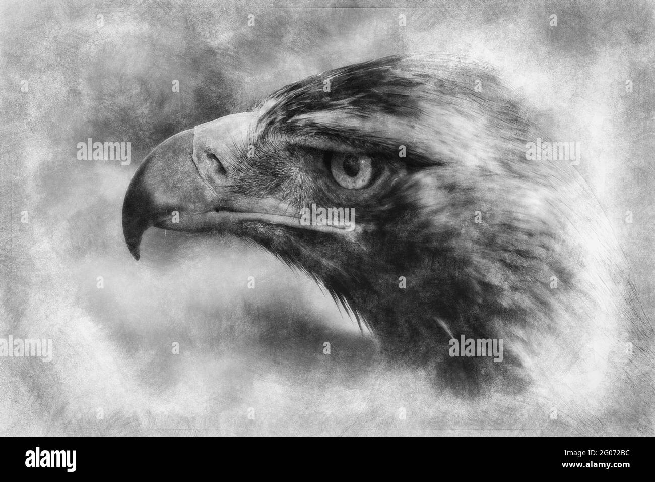 eagle brown plumage and pointed beak black and white drawing Stock Photo
