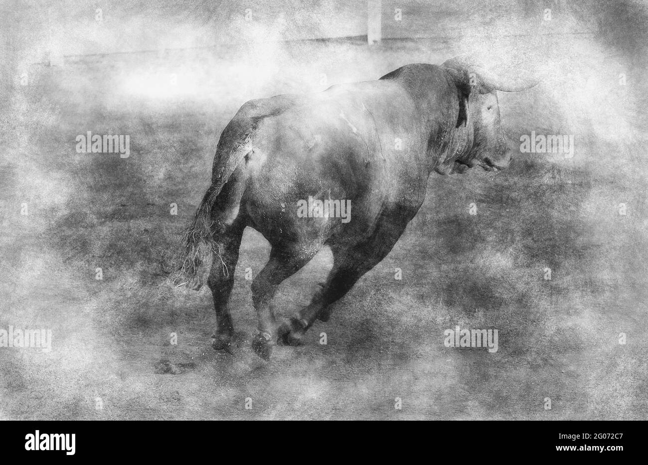 Spanish brown bull in the bullring with sand black and white drawing