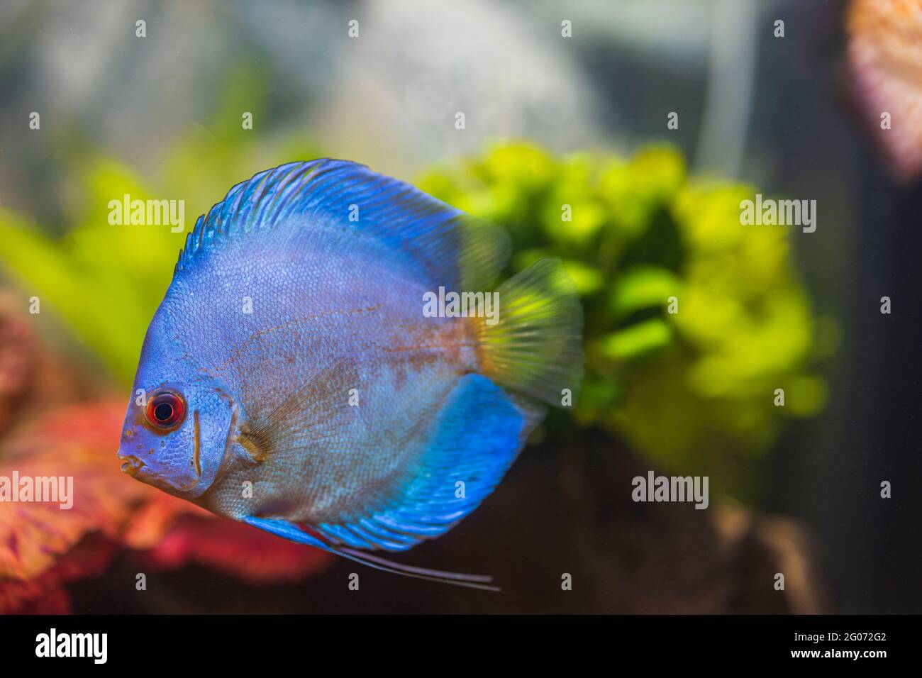 upstate tropical fish