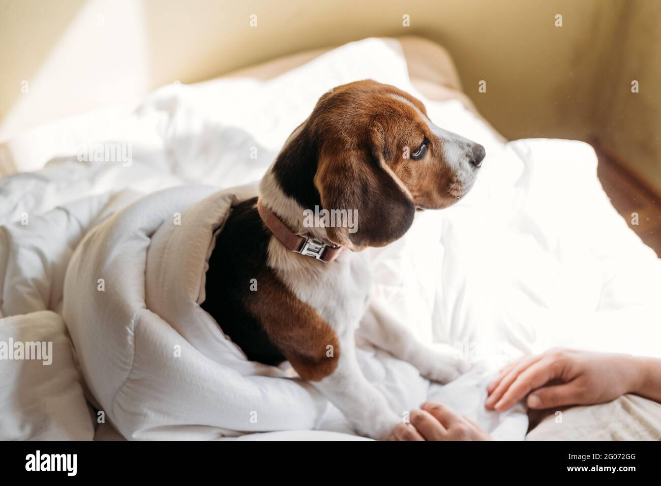 Beagles puppy Sleep in the owners white bed. Cute little Beagle puppy