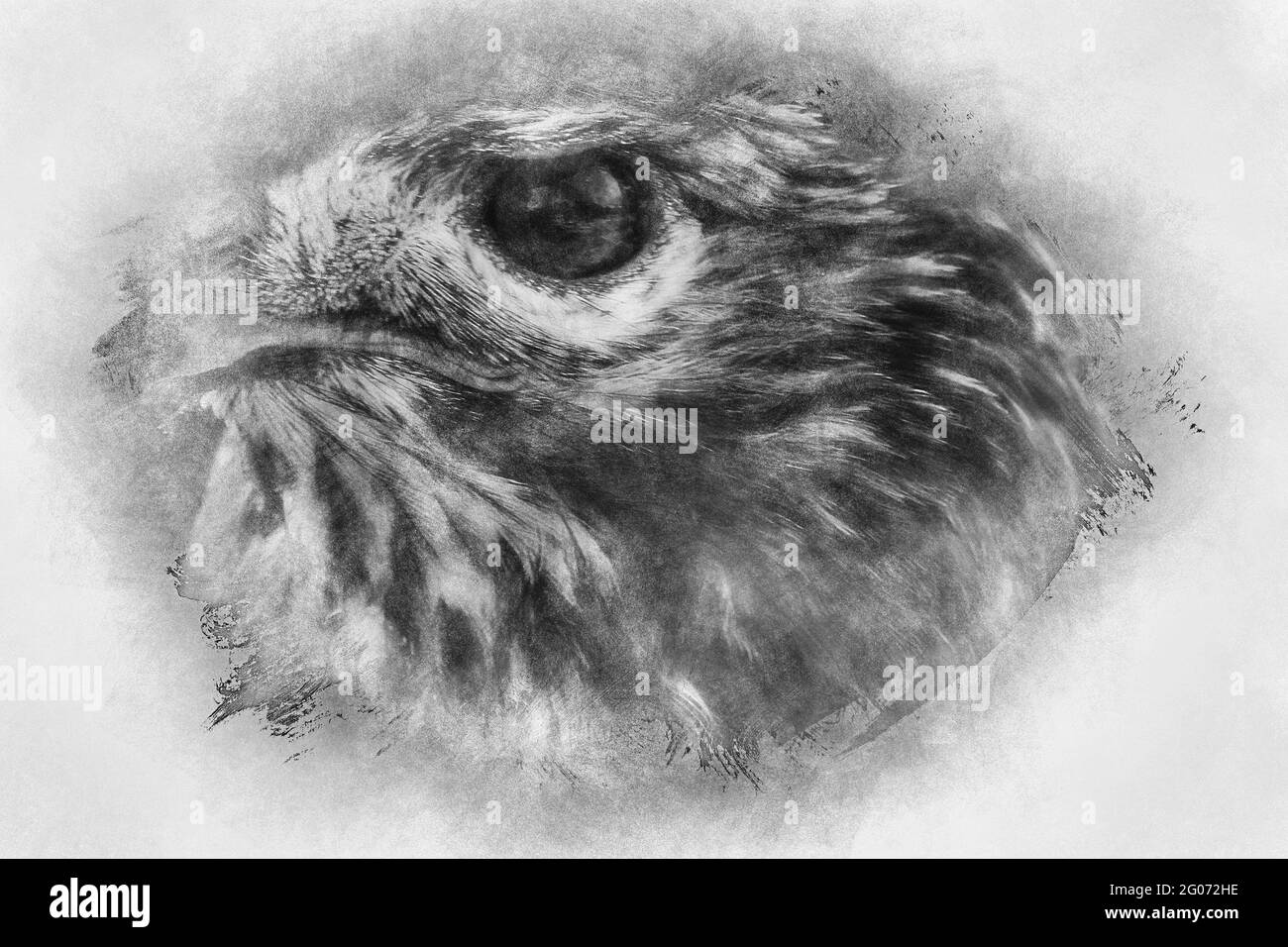 fauna, eagle, diurnal bird of prey with beautiful plumage and yellow beak black and white drawing Stock Photo