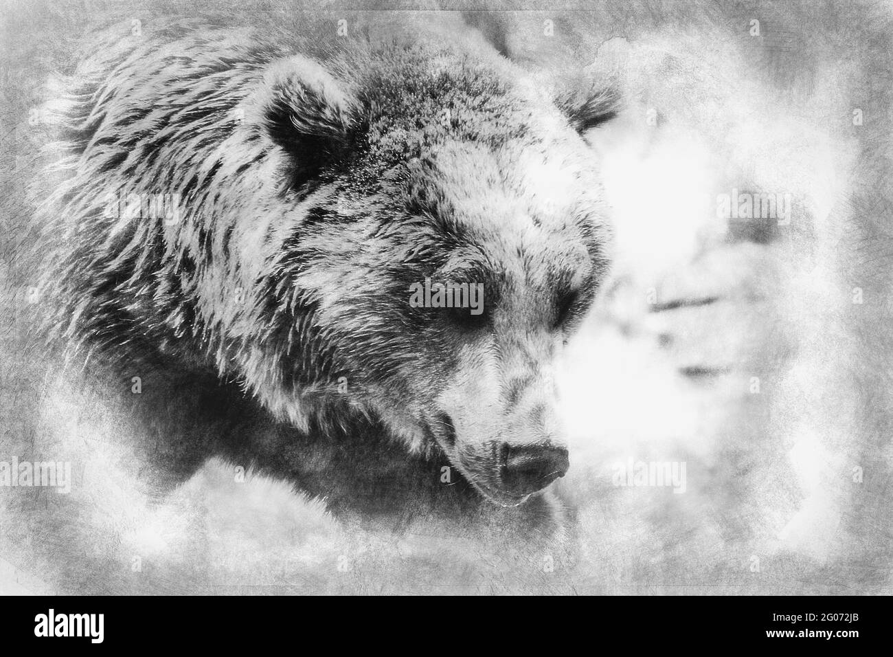 Predator, beautiful and furry brown bear, mammal black and white ...