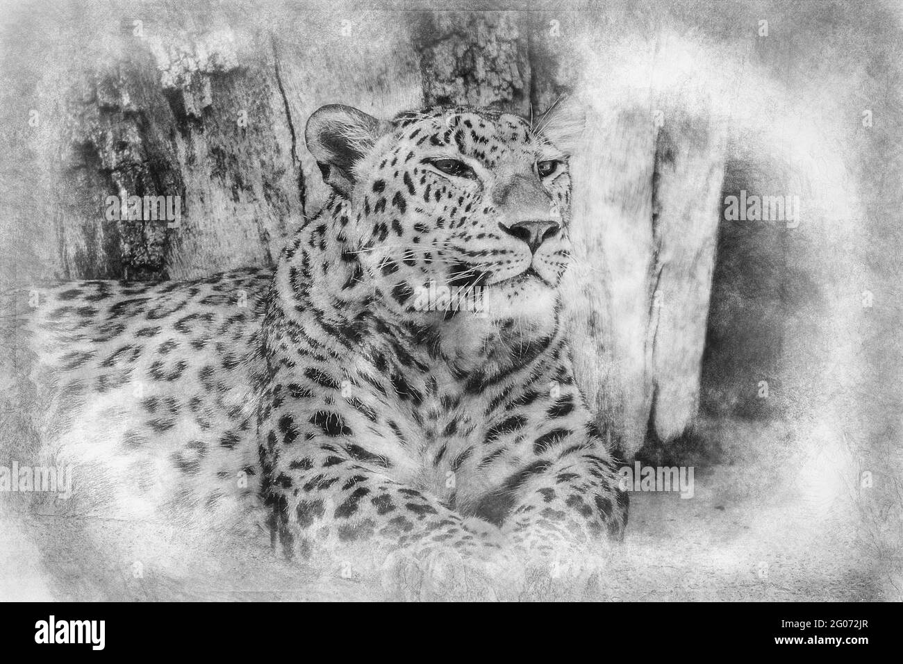Wild, Powerful leopard resting, wildlife mammal with spot skin black and white drawing Stock Photo