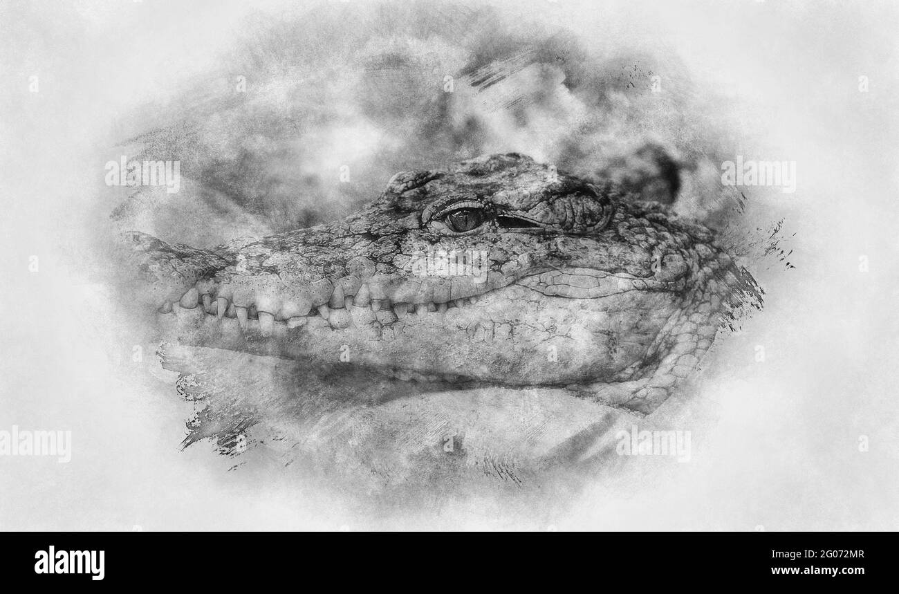Predator, An alligator is a crocodilian in the genus Alligator of the family Alligatoridae,  close up texture of alligator skin black and white drawin Stock Photo
