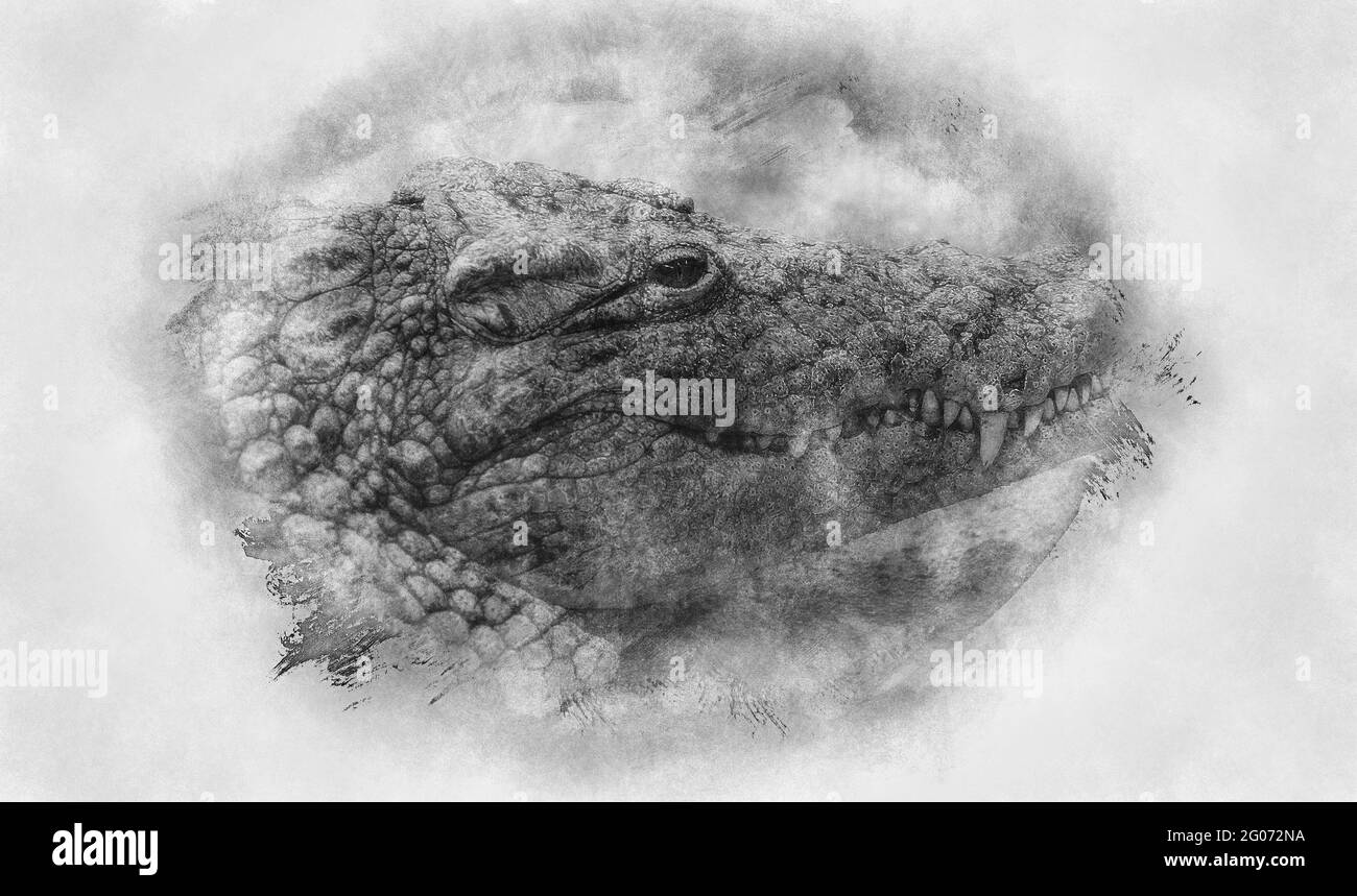 An alligator is a crocodilian in the genus Alligator of the family Alligatoridae,  close up texture of alligator skin black and white drawing Stock Photo