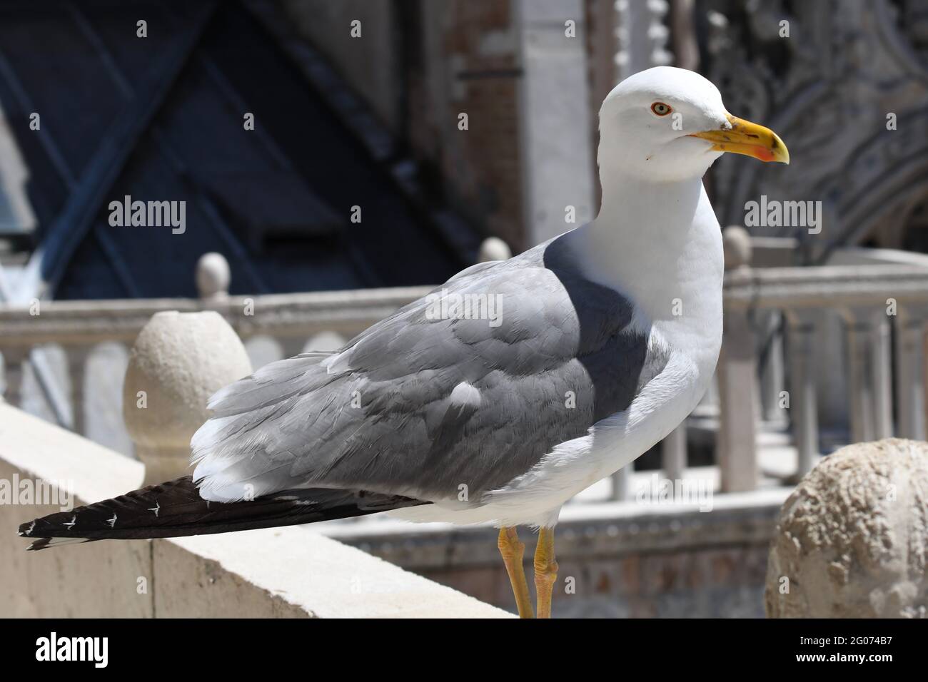 Möwe auf der Balustrade des Markusdomes in Venedig, Stock Photo