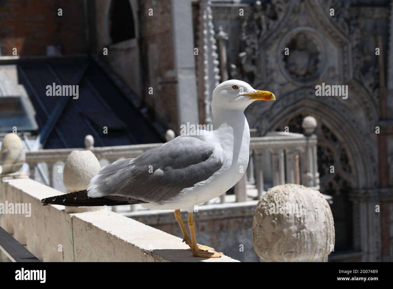 Möwe auf der Balustrade des Markusdomes in Venedig, Stock Photo
