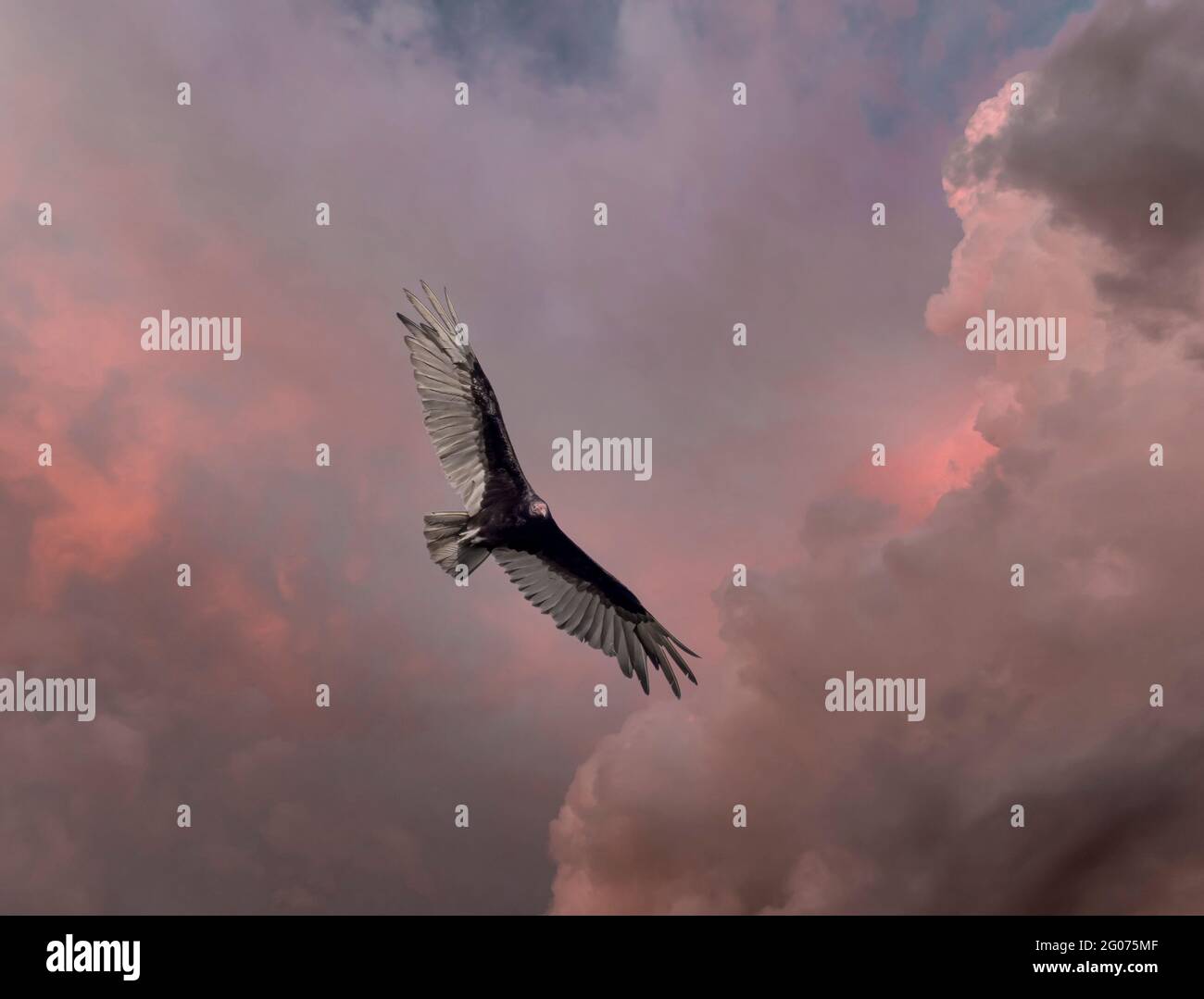 Vulture flying overhead aganist a dark threatening sky in southwest Florida USA Stock Photo