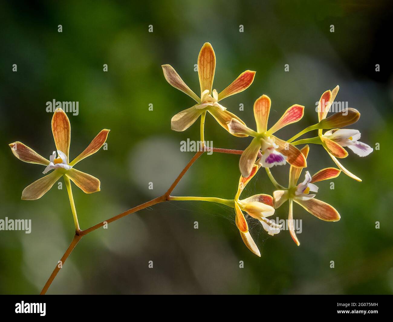 Florida butterfly orchids (Encyclia tampensis)  also known as rain or bog orchids in Myakka River State Park in Sarasota Florida United States Stock Photo