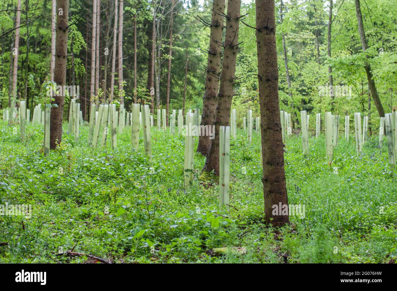 a group of young trees in a forest protected with plastic tubes Stock