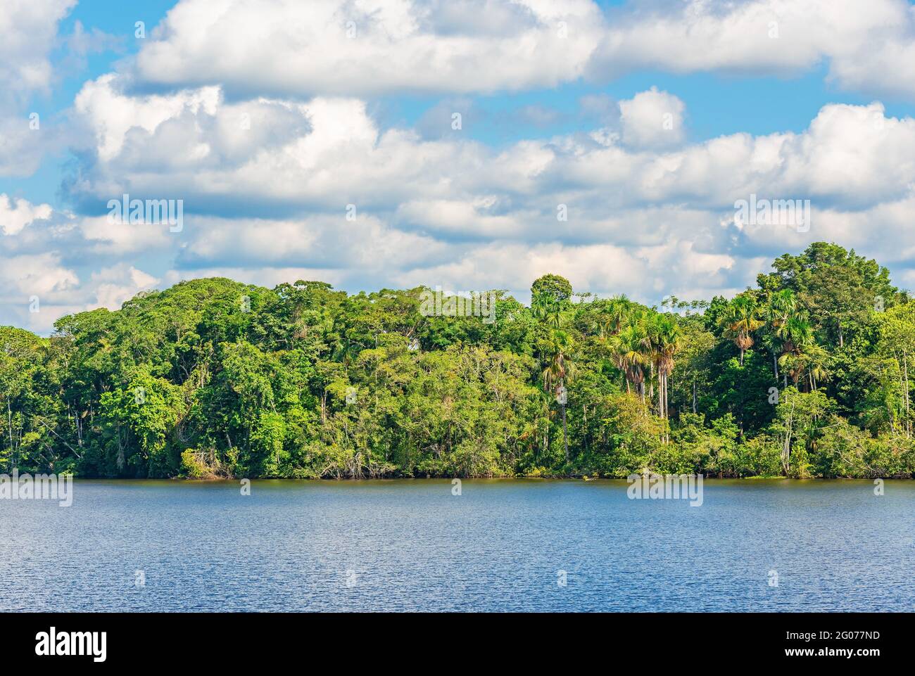 Amazon tropical rainforest in summer. Amazon river basin located in Brazil, Bolivia, Colombia, Ecuador, (French) Guyana, Suriname, Peru and Venezuela. Stock Photo
