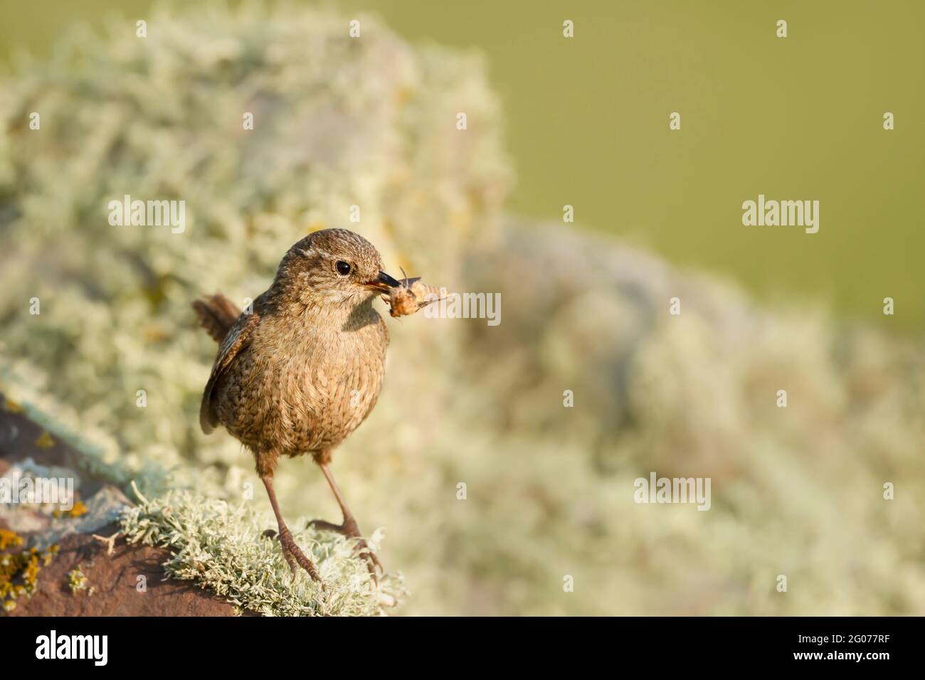 Close up of a Shetland wren perched on a mossy stone with a moth in a beak. Summer in Shetland Islands. Stock Photo