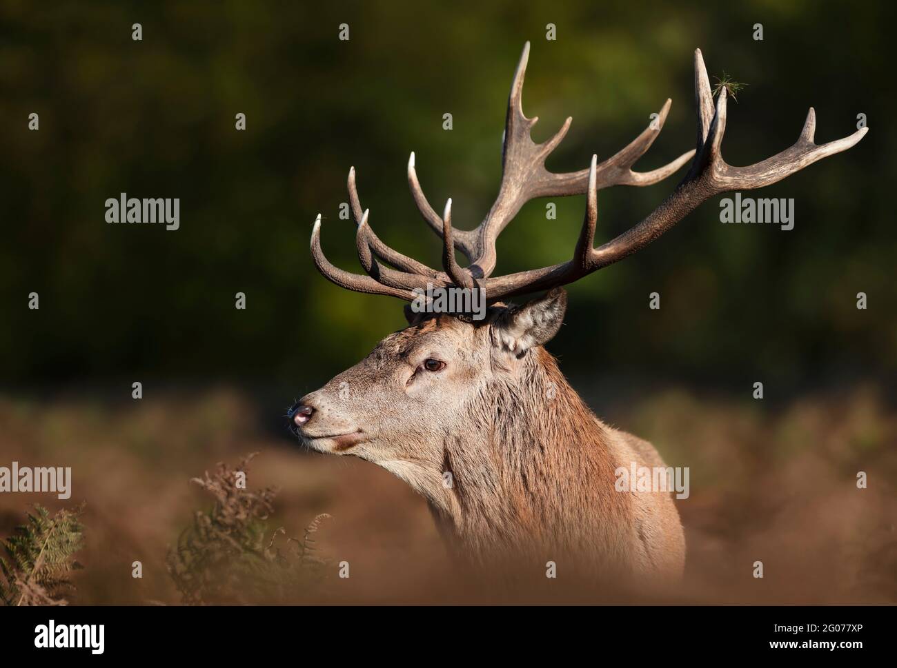 Portrait of a red deer stag, UK. Stock Photo