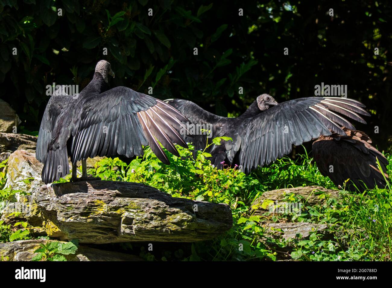Two American black vultures (Coragyps atratus) spreading wings showing horaltic pose used for drying, warming the body and baking off bacteria Stock Photo
