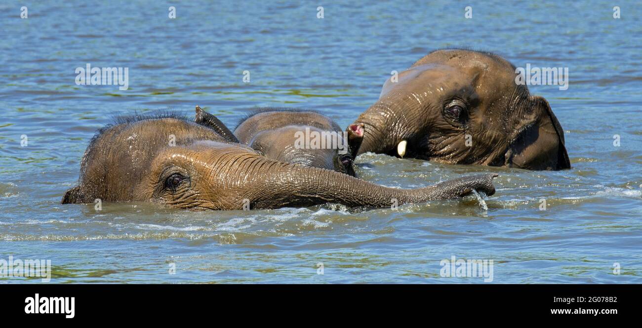 Three young Asian elephants / Asiatic elephant (Elephas maximus) juveniles having fun bathing and playing in water of river Stock Photo