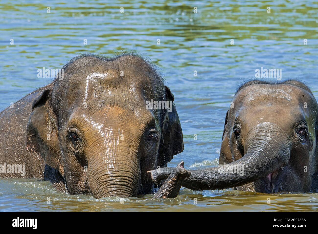 Asian elephant / Asiatic elephant (Elephas maximus) cow / female with calf bathing in river Stock Photo