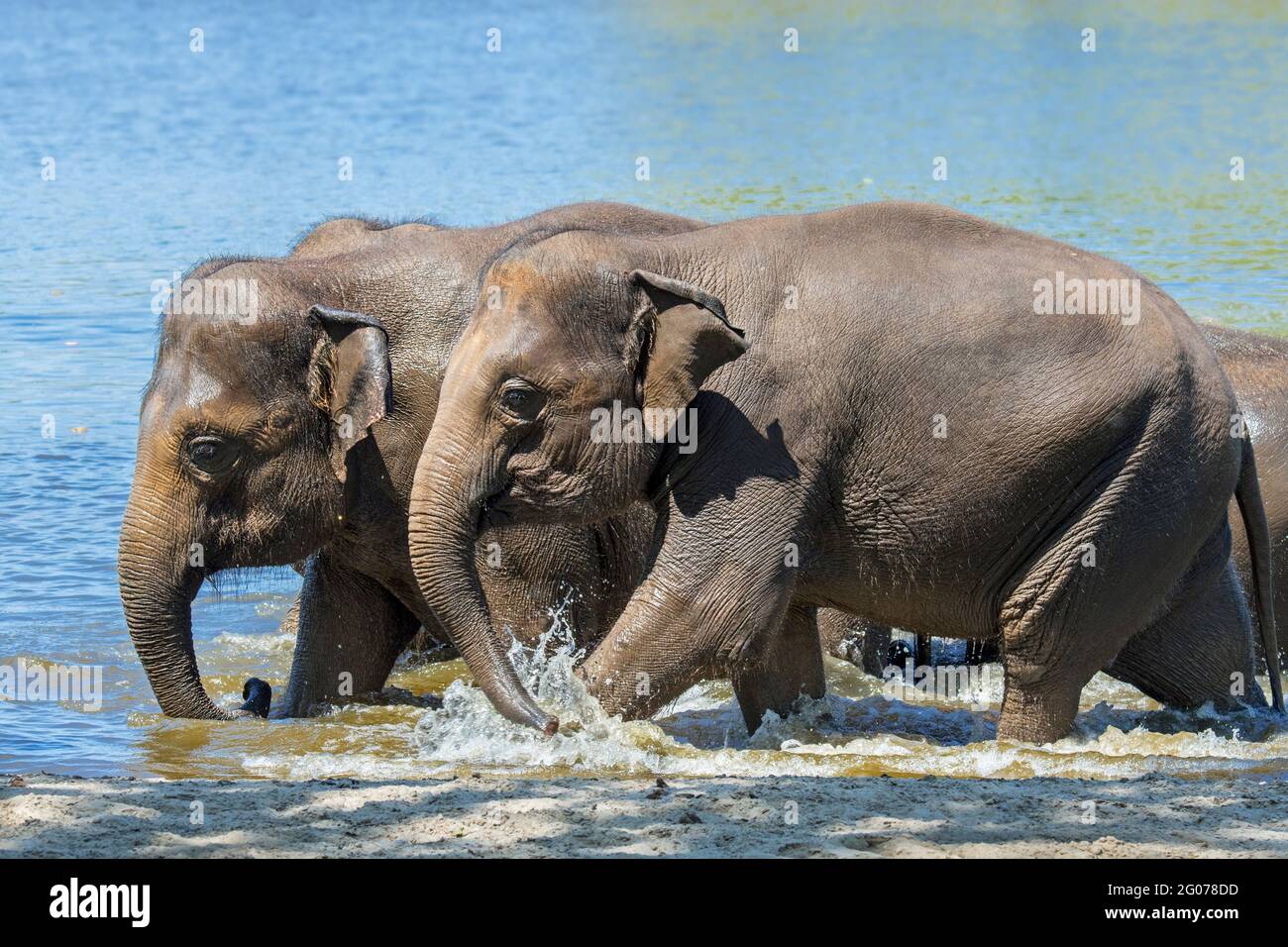 Asian elephant / Asiatic elephant (Elephas maximus) herd of juveniles and cows / females bathing in river Stock Photo